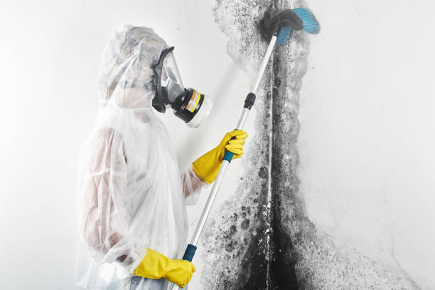 Best Biohazard Mold Removal  in Owingsville, KY