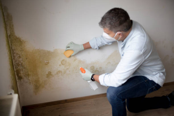Best Post-Construction Mold Inspection  in Owingsville, KY