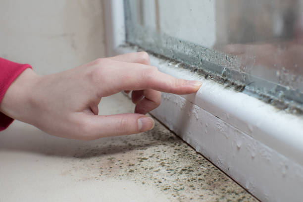 Best Mold-Related Health Consultation  in Owingsville, KY