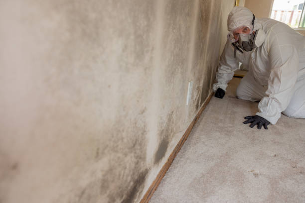 Best Commercial Mold Inspection  in Owingsville, KY